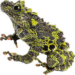 Mini Mossy Tree Frog
